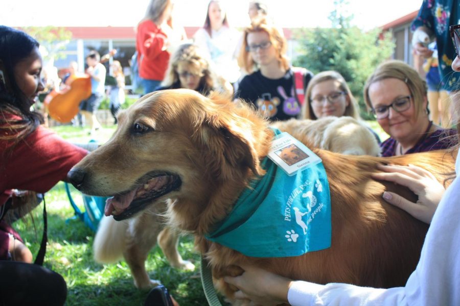 Dog Days at North: Students pet therapy animals in the courtyard during suicide prevention week.