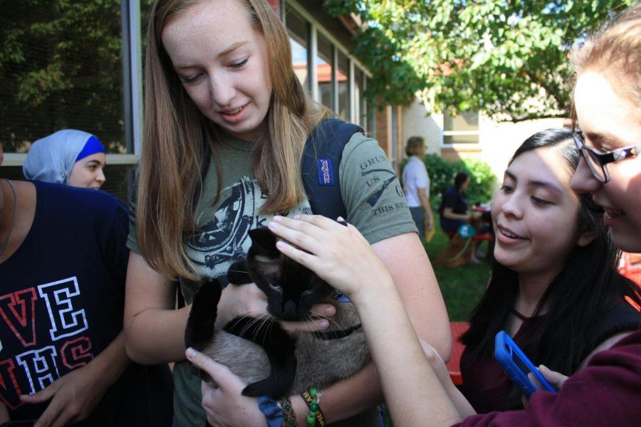 Feline Friendship: Junior Megan Burris holds a therapy cat in the courtyard during suicide prevention week.