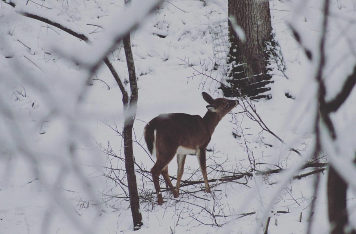 Snow Storm Snapshots