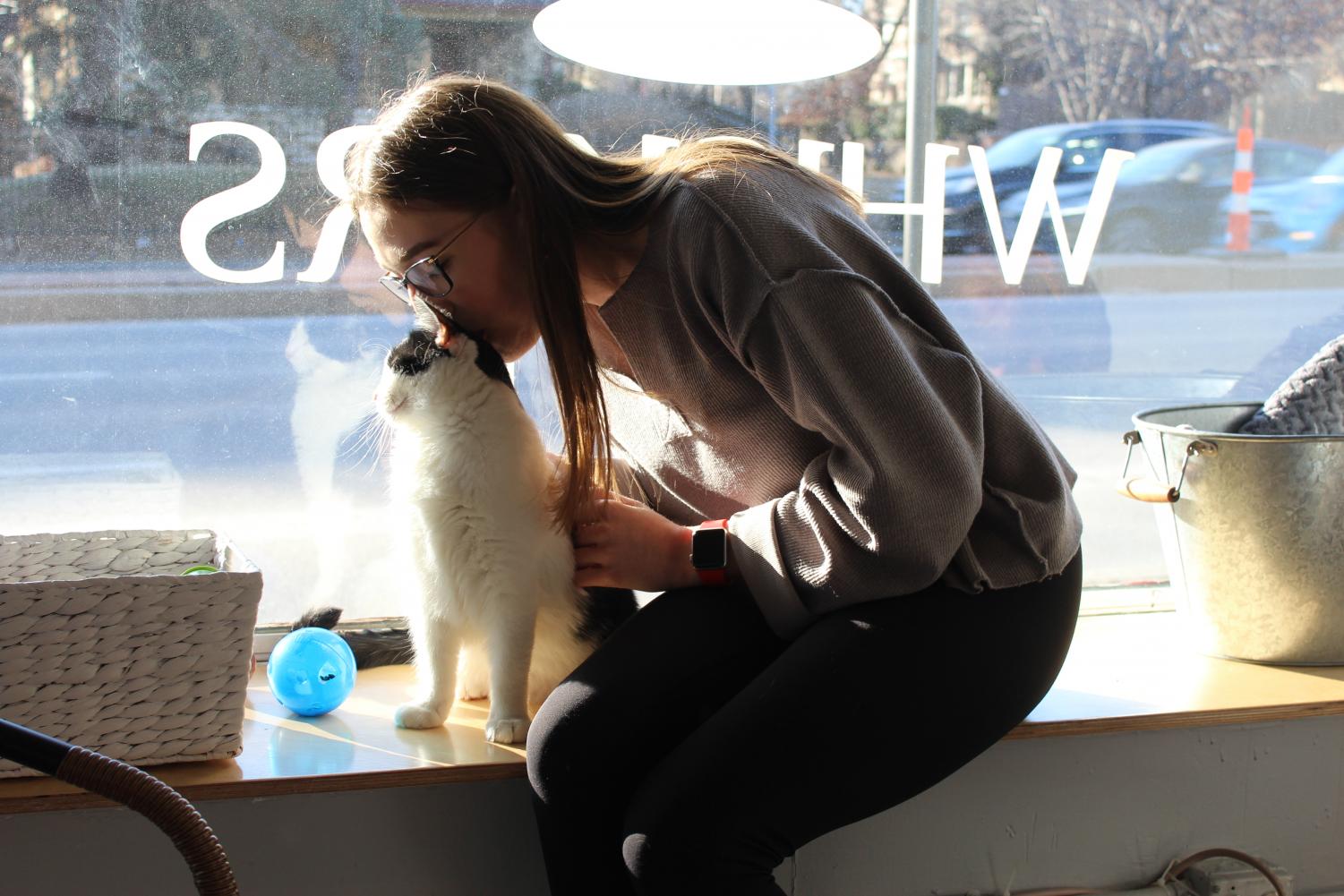 Whiskers Cat Cafe