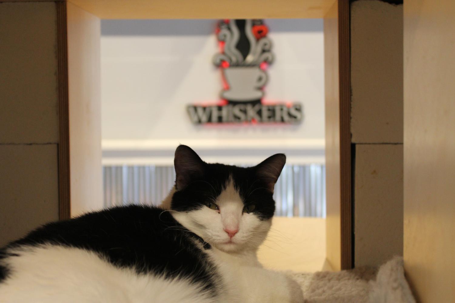 Whiskers Cat Cafe